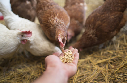Sverige bäst kring antibiotika i EU