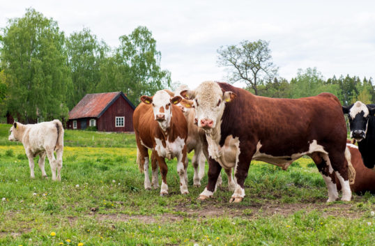 Coop och Scan satsar på unga producenter