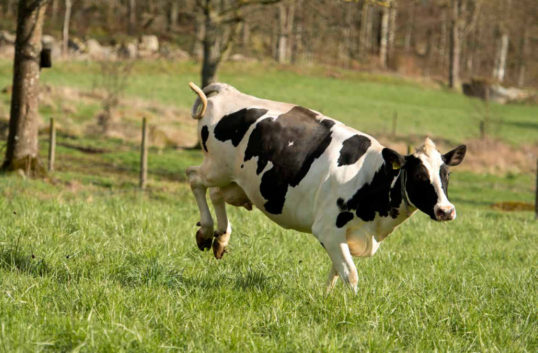 Arla bjuder in till nytt digitalt kosläpp