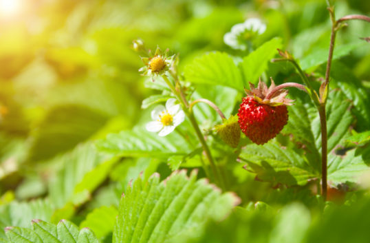Jordgubbar kan bli bristvara i midsommar