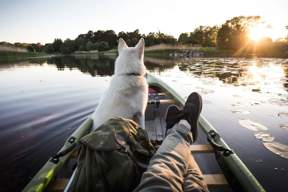 Svenska hundar är med och styr vår semester