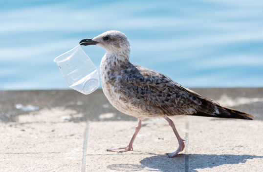 Lidl sätter nya mål om ökad cirkulär plast