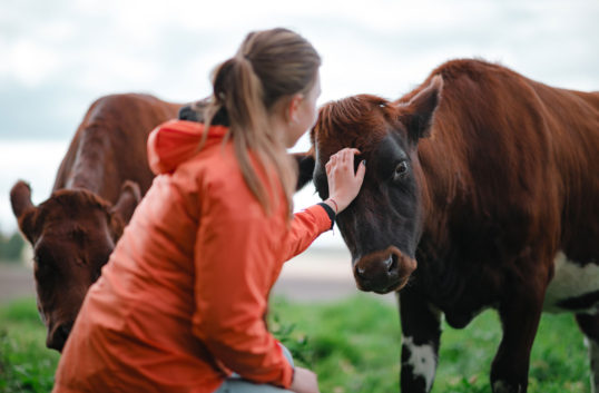 Terapimöte med en ko? Nu kan du boka av Arla