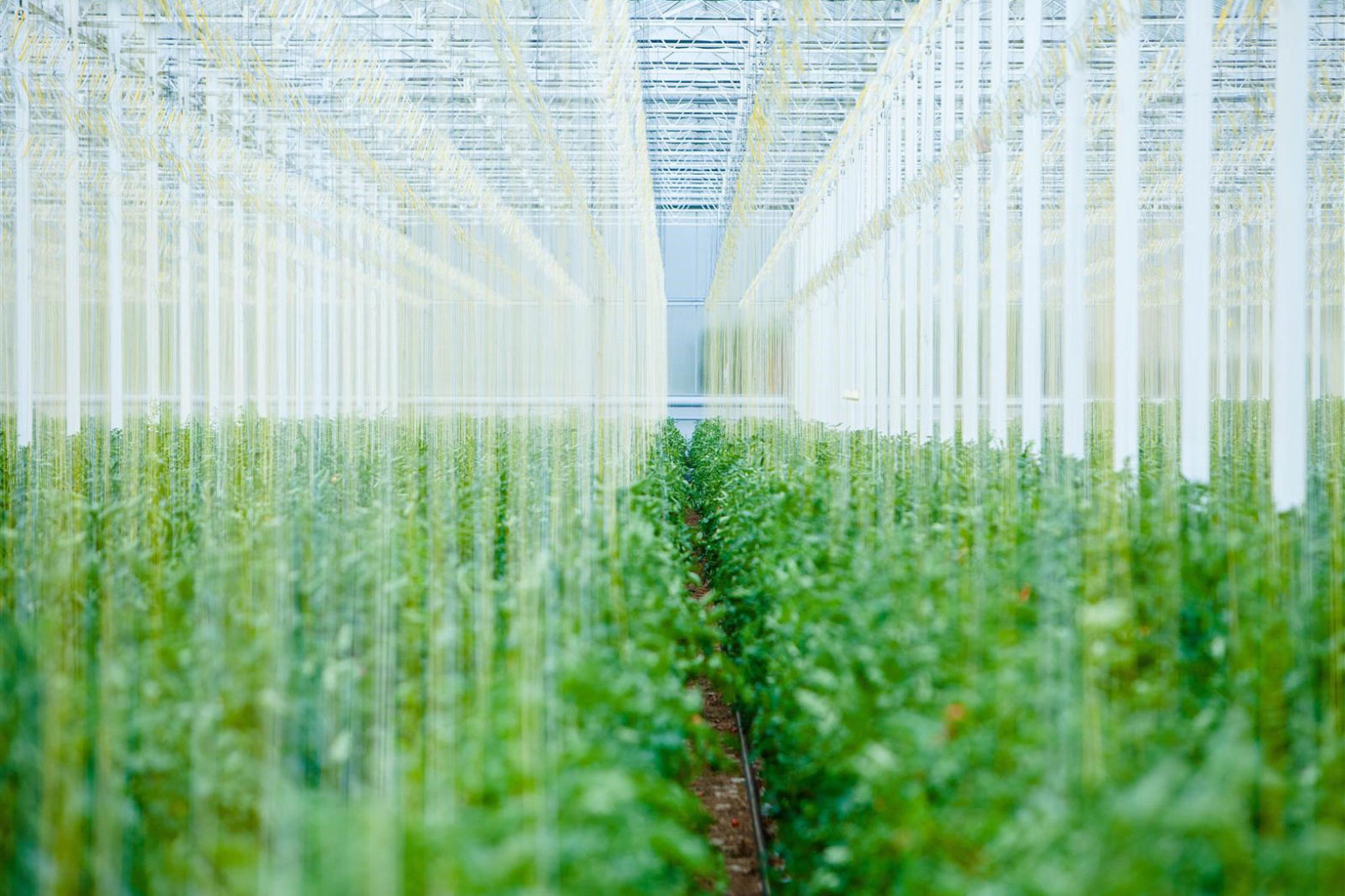 Stor tomatodling byggs nära stort pappersbruk
