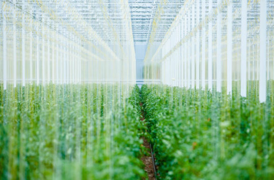 Stor tomatodling byggs nära stort pappersbruk