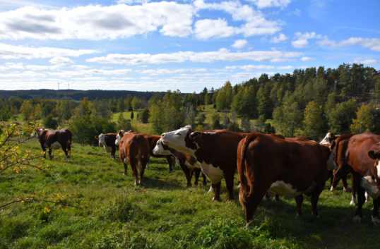 Mjölk- och köttföretag släpper klimatrapport