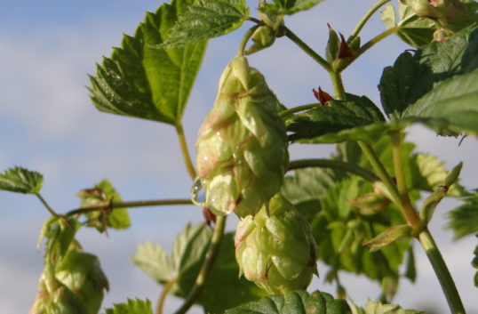 Alskute bryggeri på Gotland möter 2022 med sin första alkoholfria öl och satsar offensivt detta år då en annan storsatsning gäller förpackningar.
