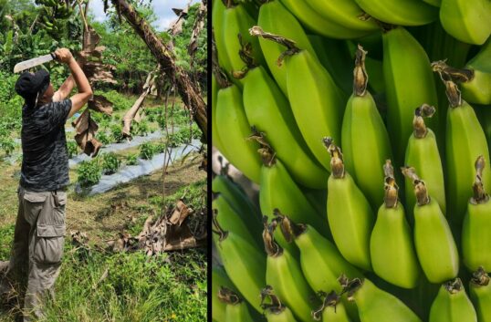 Bananer hotas av klimatförändringar – bananodling i Latinamerika