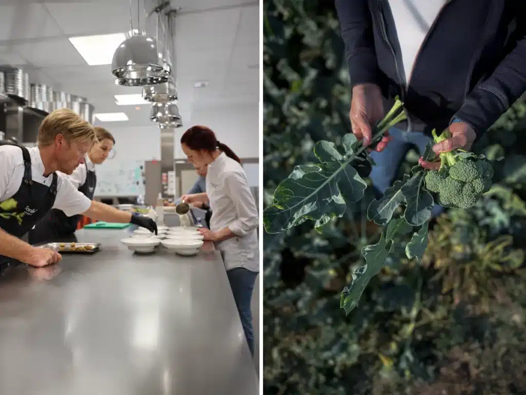 Broccoliplanta på fält – symbol för hållbar livsmedelsproduktion.