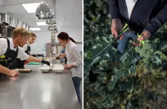 Broccoliplanta på fält – symbol för hållbar livsmedelsproduktion.